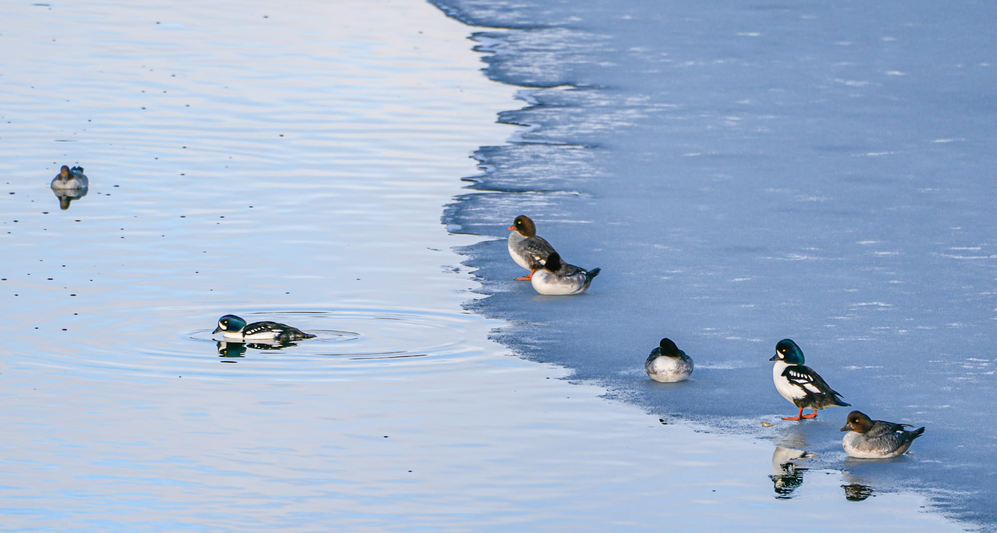 common goldeneyes