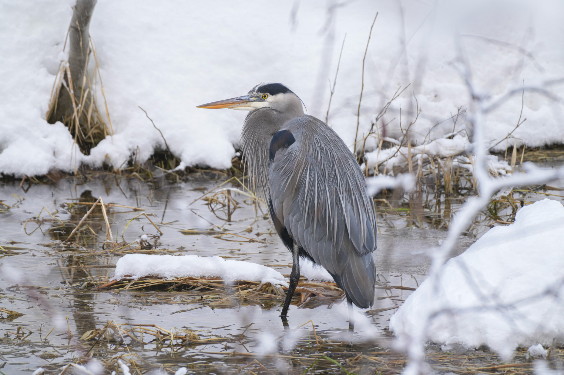 great blue heron