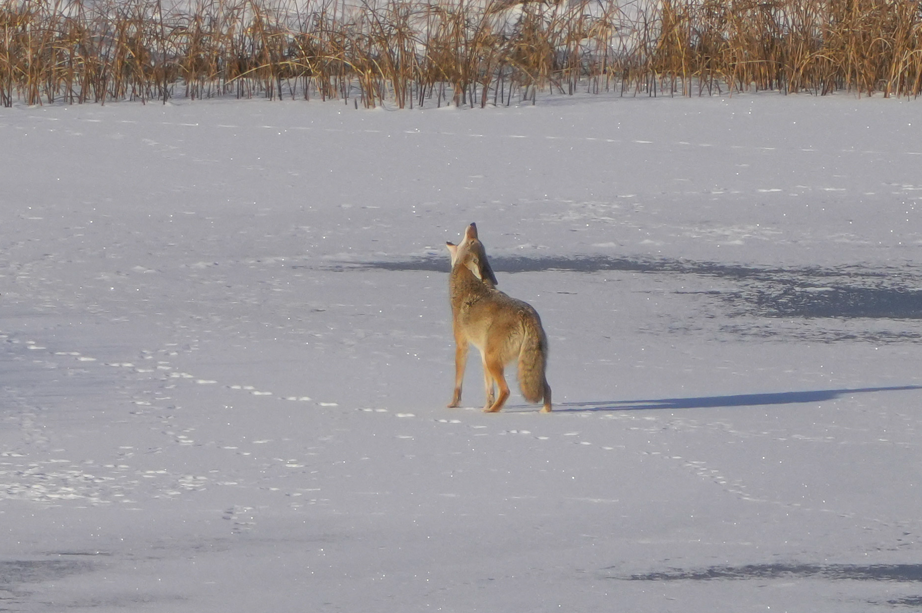 coyote on ice