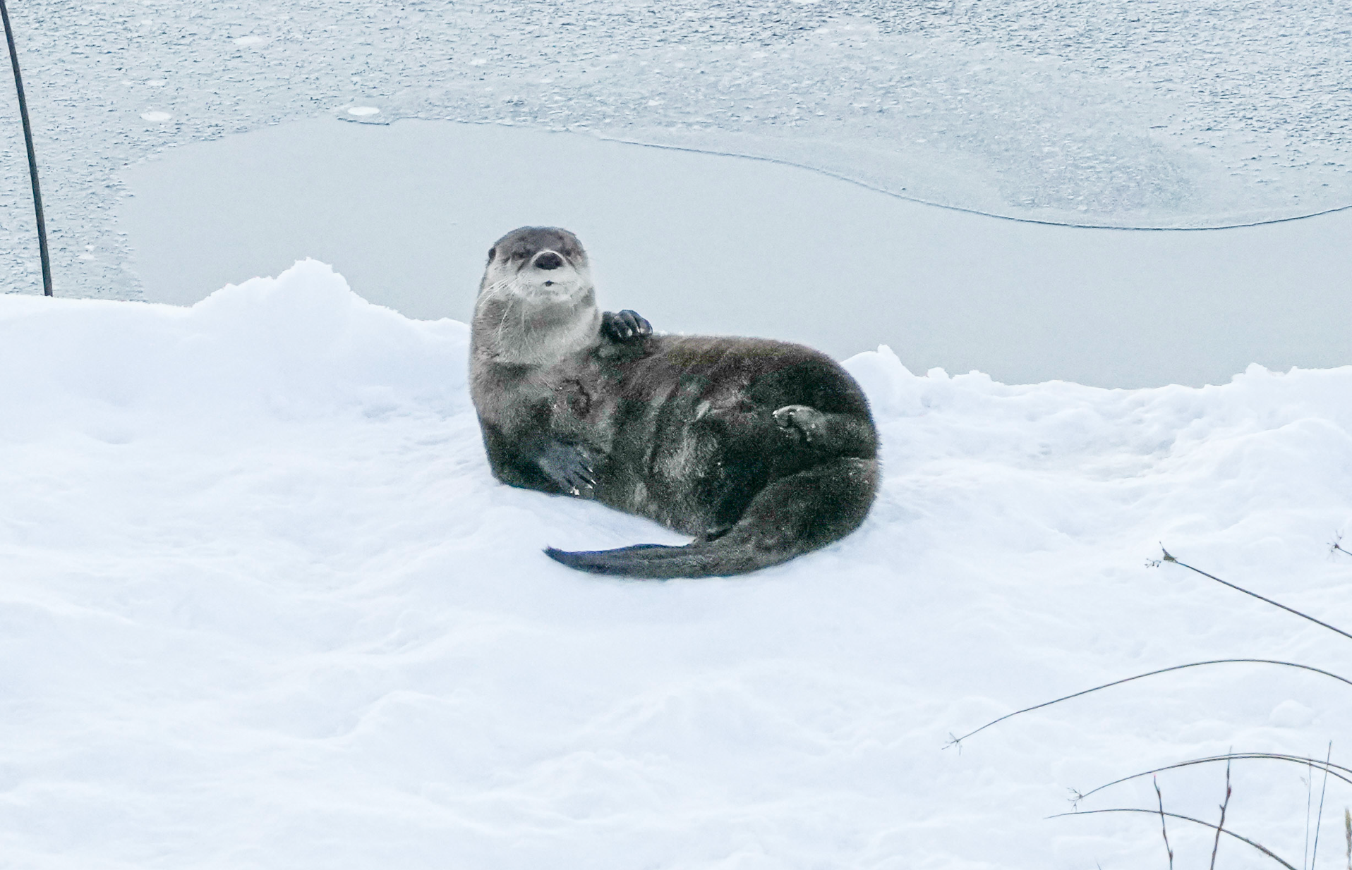 river otter on snow