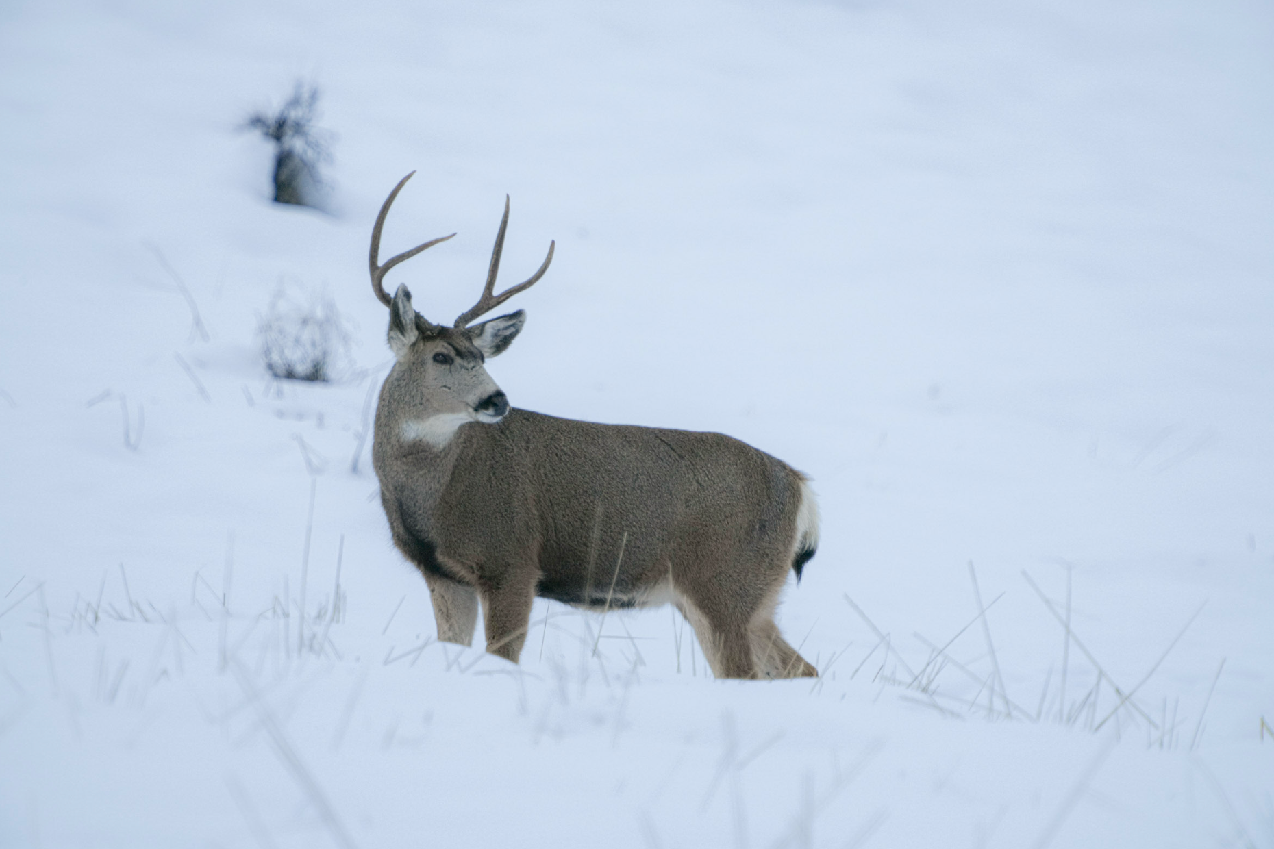 mule deer