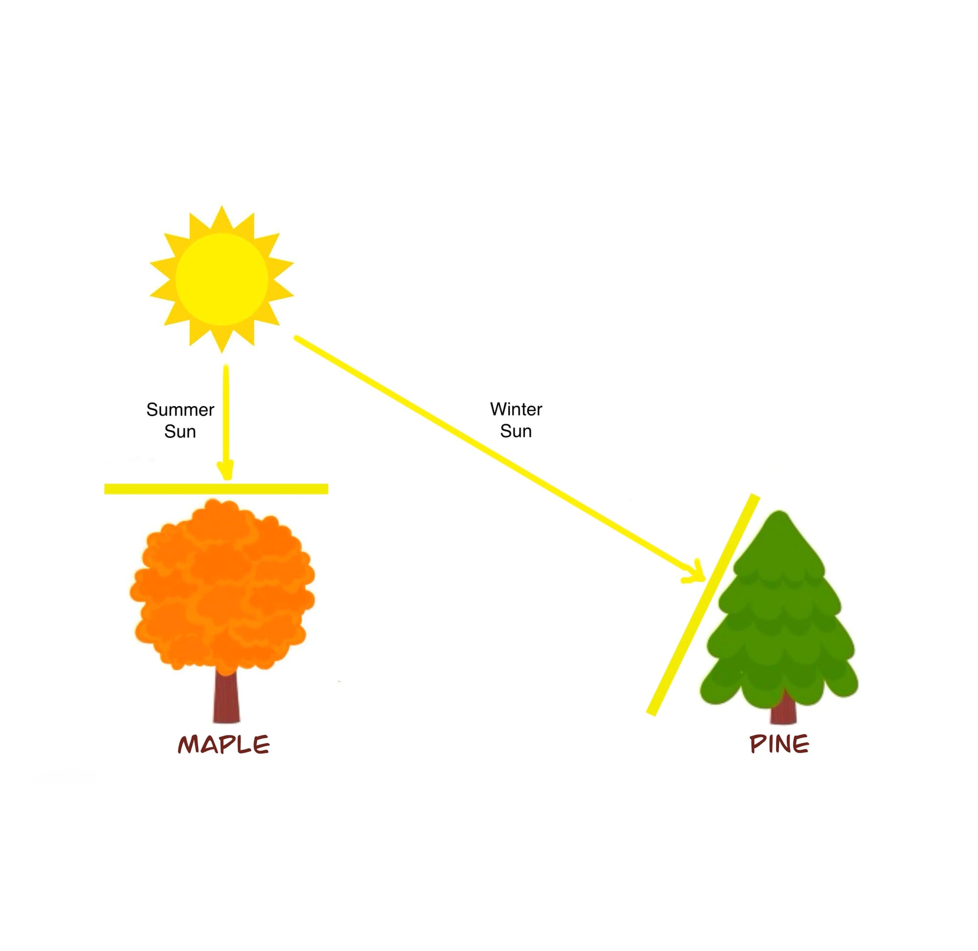 deciduous and coniferous trees in sun