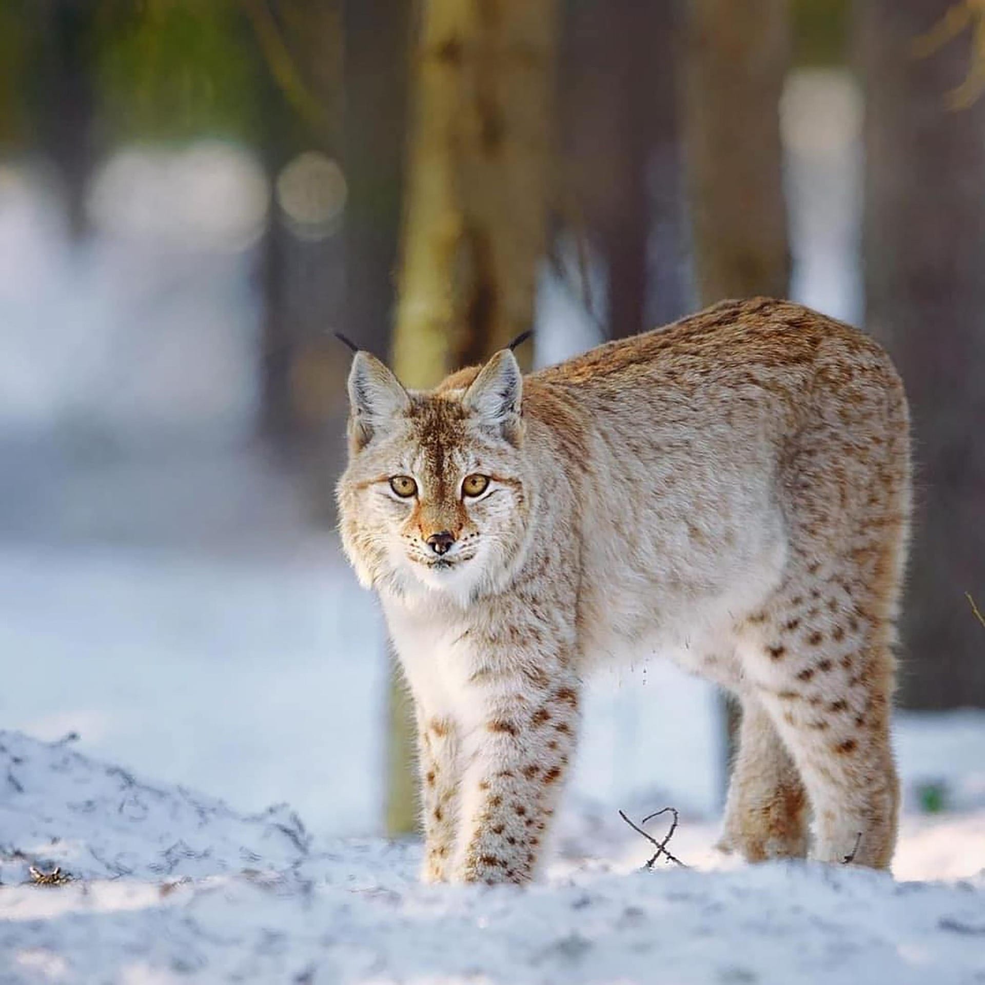 Canadian lynx