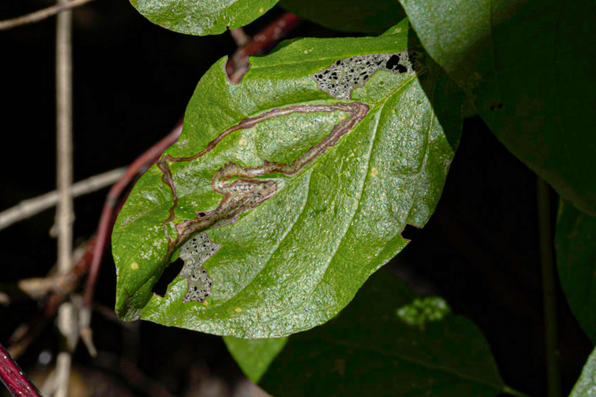 damaged leaf