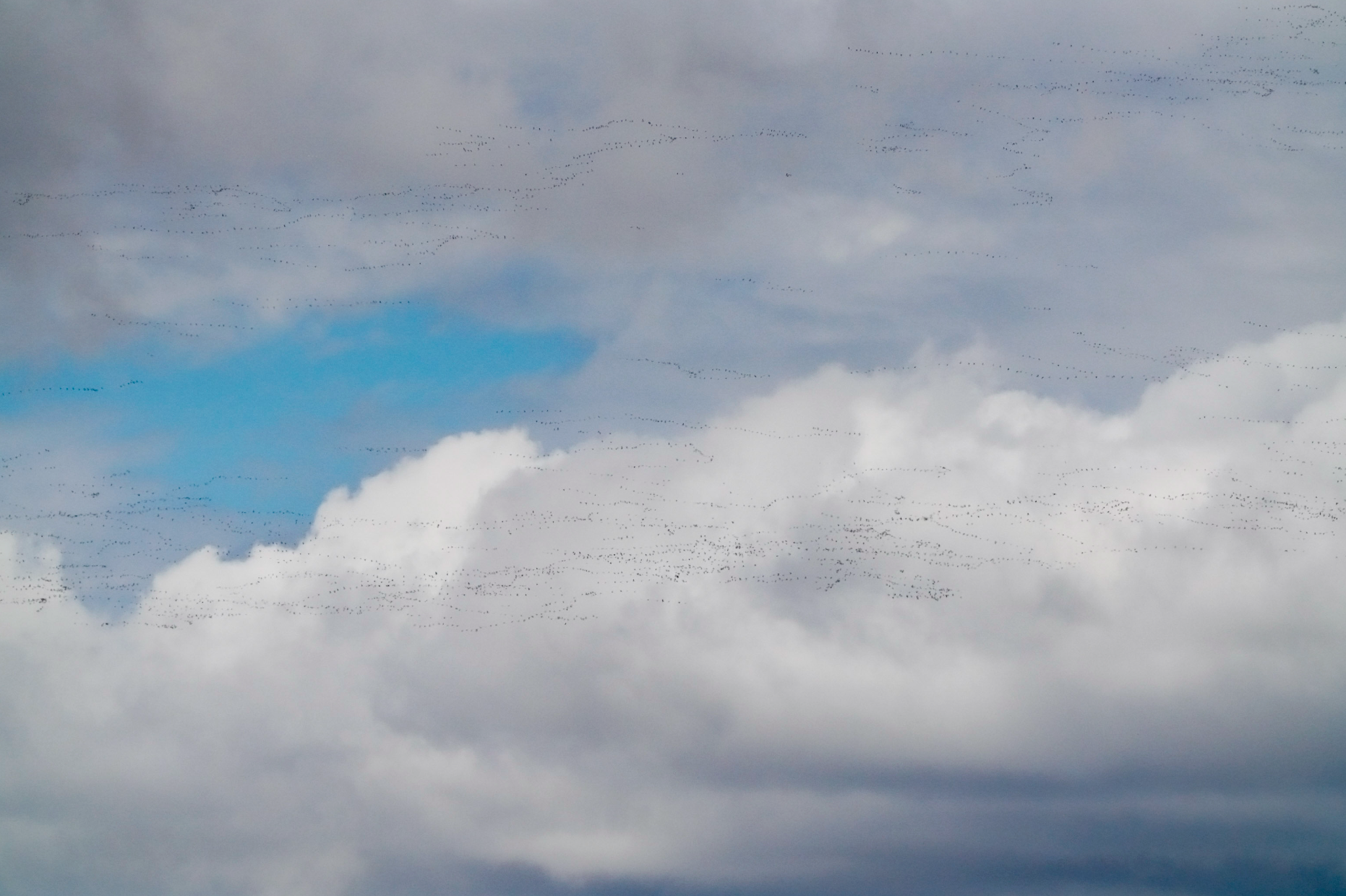 snow geese