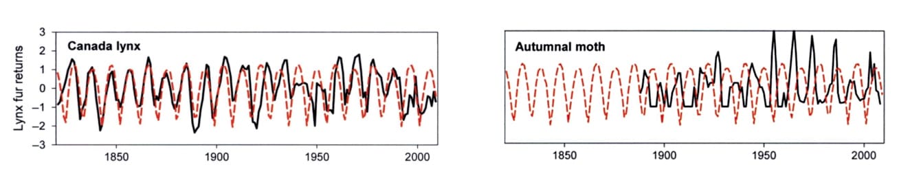 graph of population swings in animals