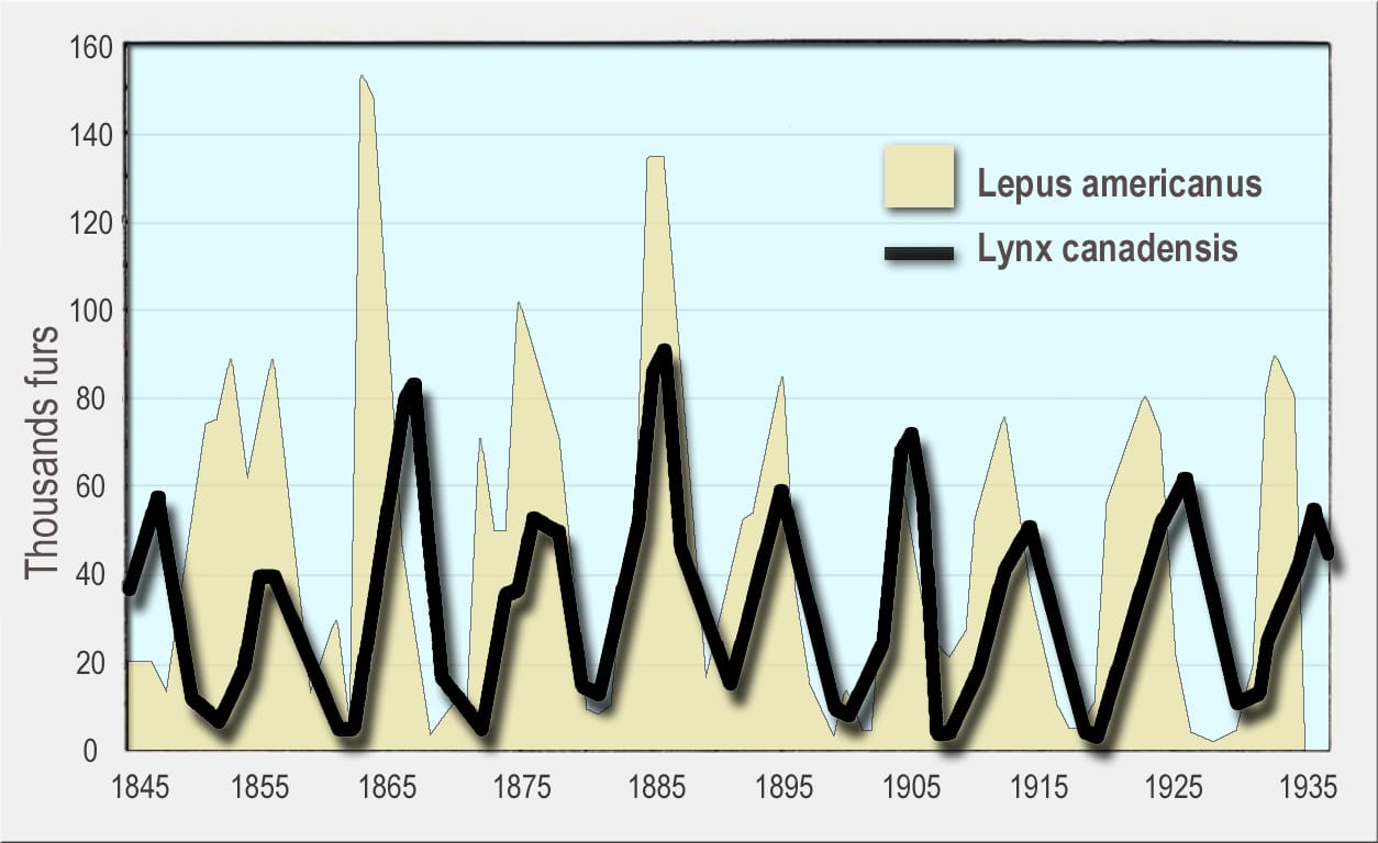 graph of snowshoe hare and lynx populations