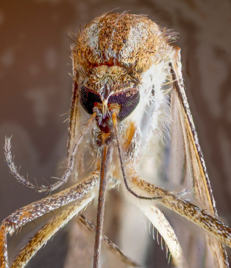 mosquito closeup