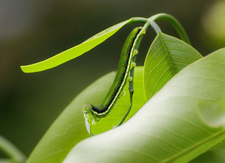 caterpillar eating leaf