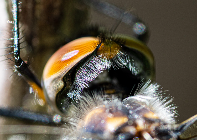 dragonfly head