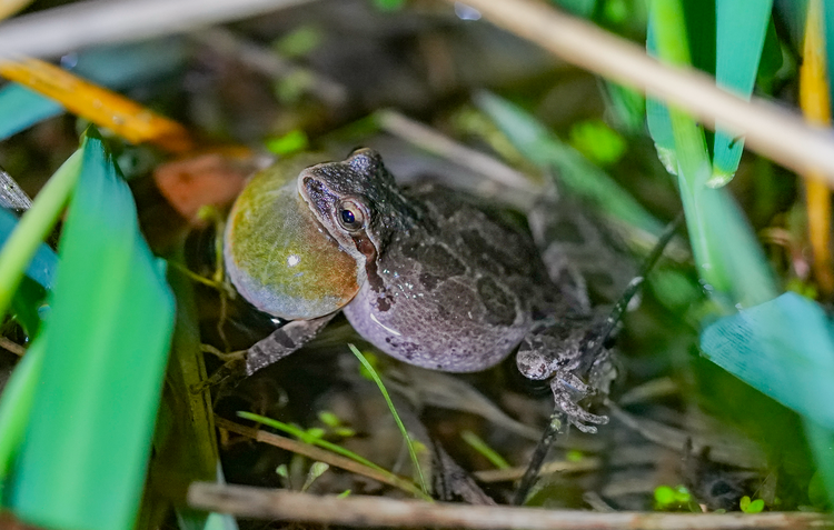 Pacific treefrog