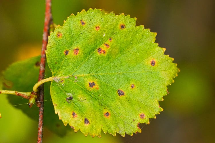 fungal spores on leaf