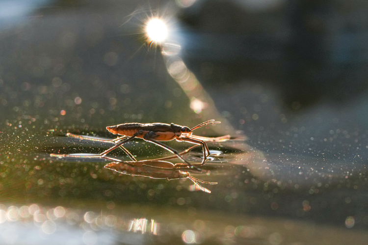 water strider