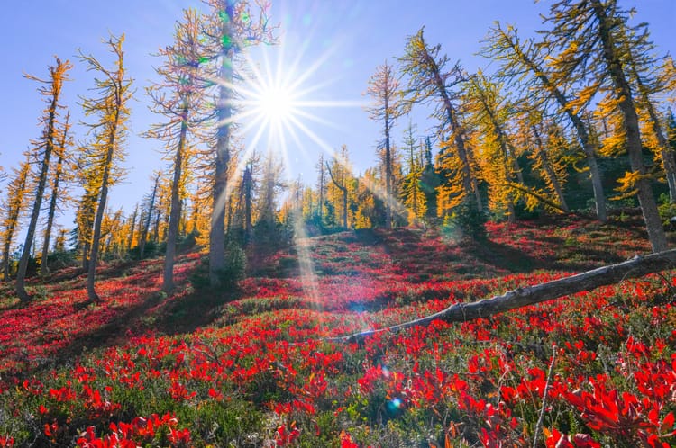 larches and huckleberries