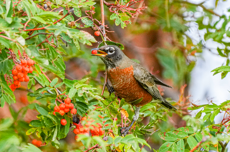 American robin eating fruit