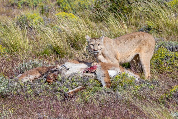 puma at a kill