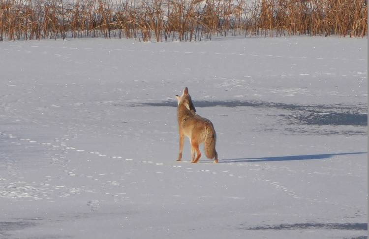 howling coyote