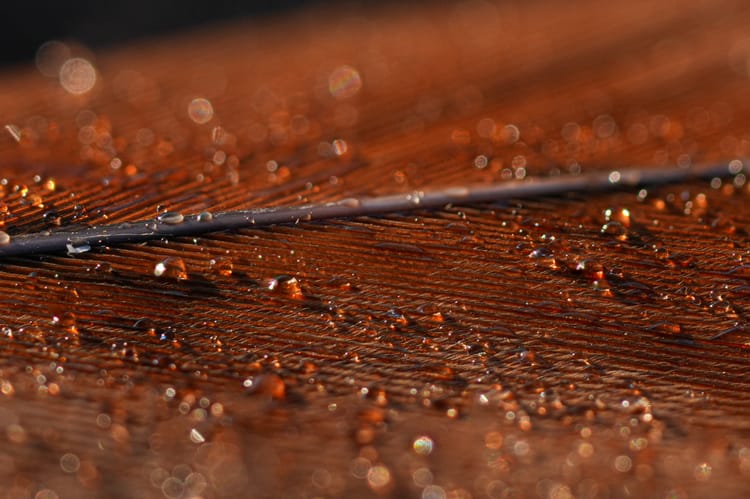 raindrops on bird feather