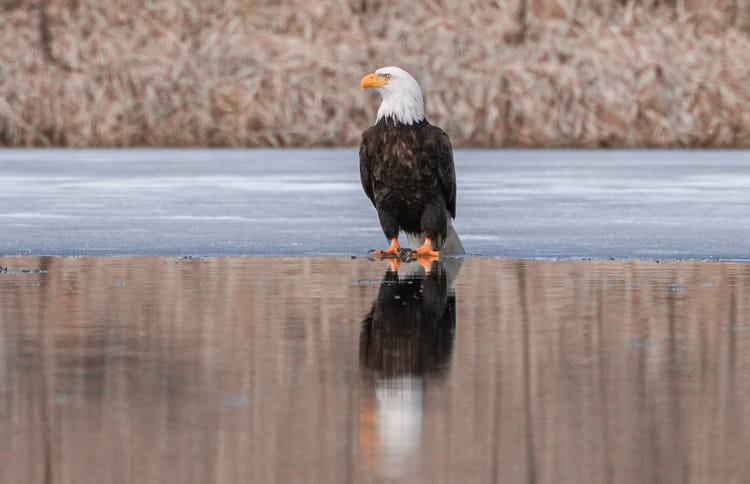 bald eagle on ice