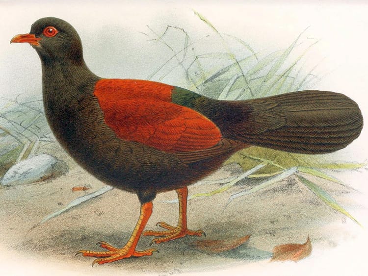 black-naped pheasant pigeon