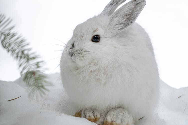 snowshoe hare