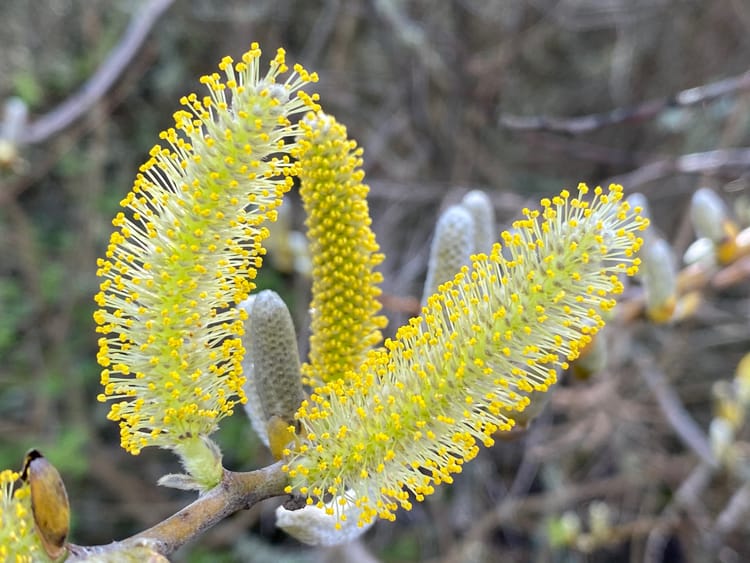 catkins