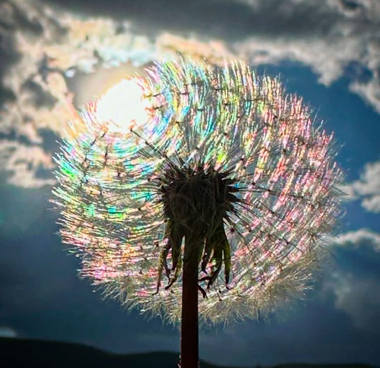 dandelion seed head in the sun