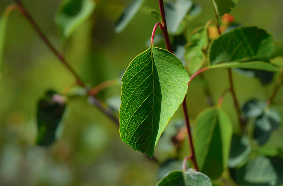 serviceberry leaf