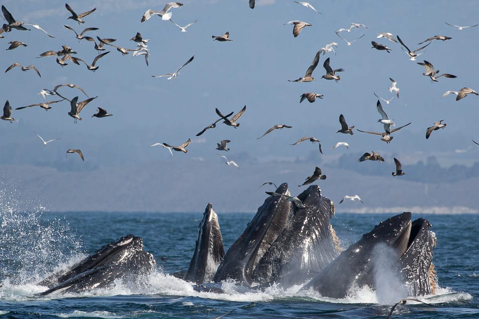 feeding whales