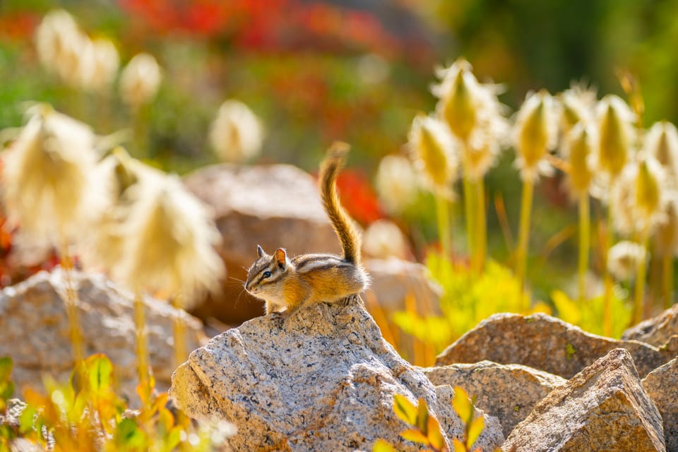 Yellow-pine chipmunk