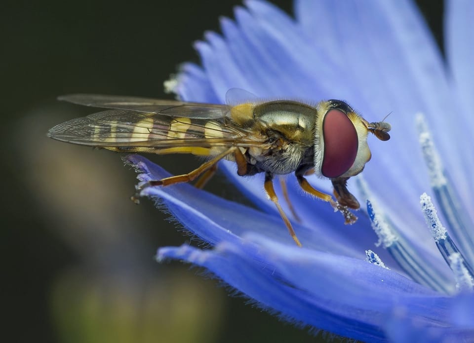 fly on flower