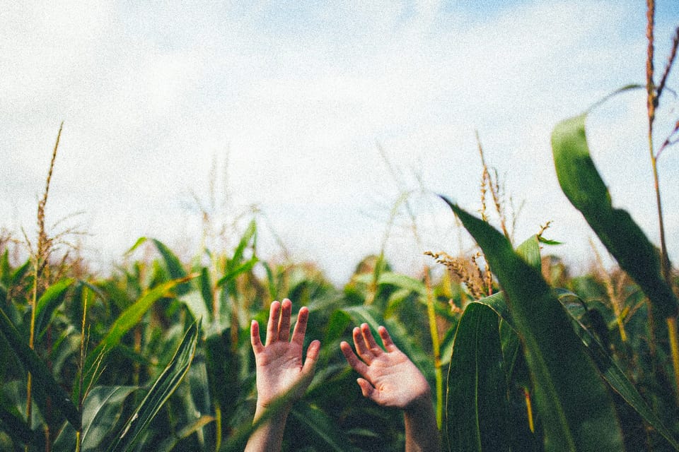 hands in corn field