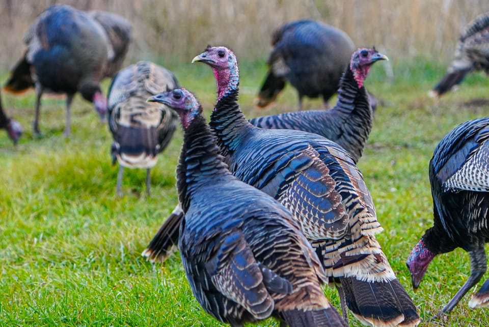 wild turkeys