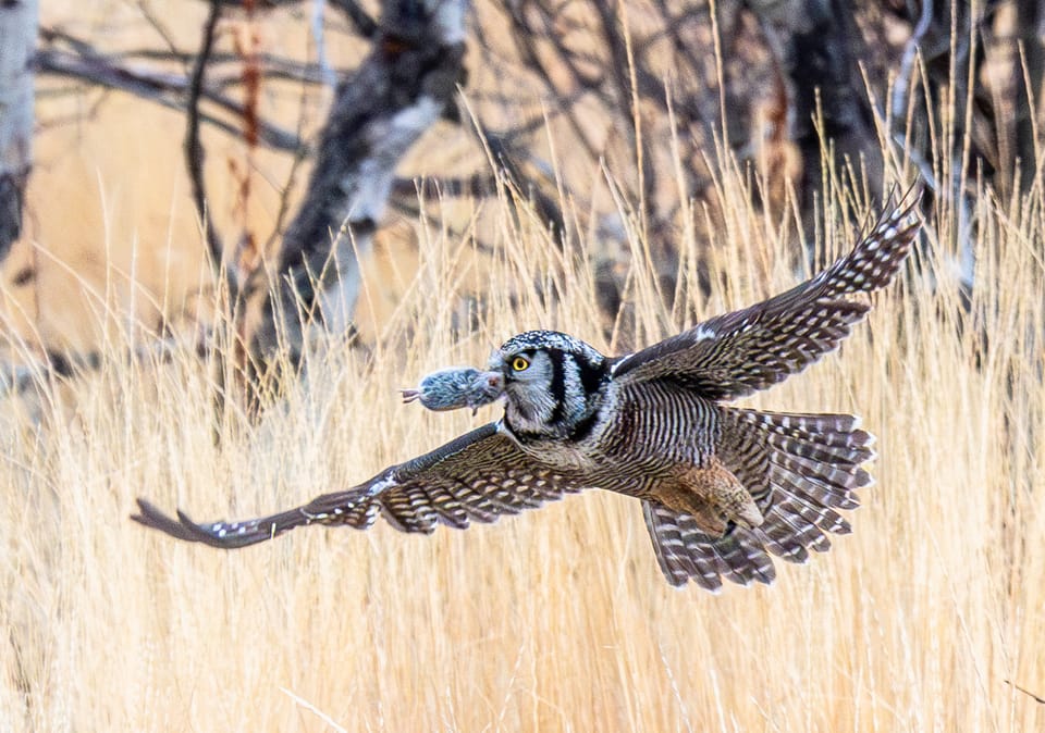 northern hawk owl