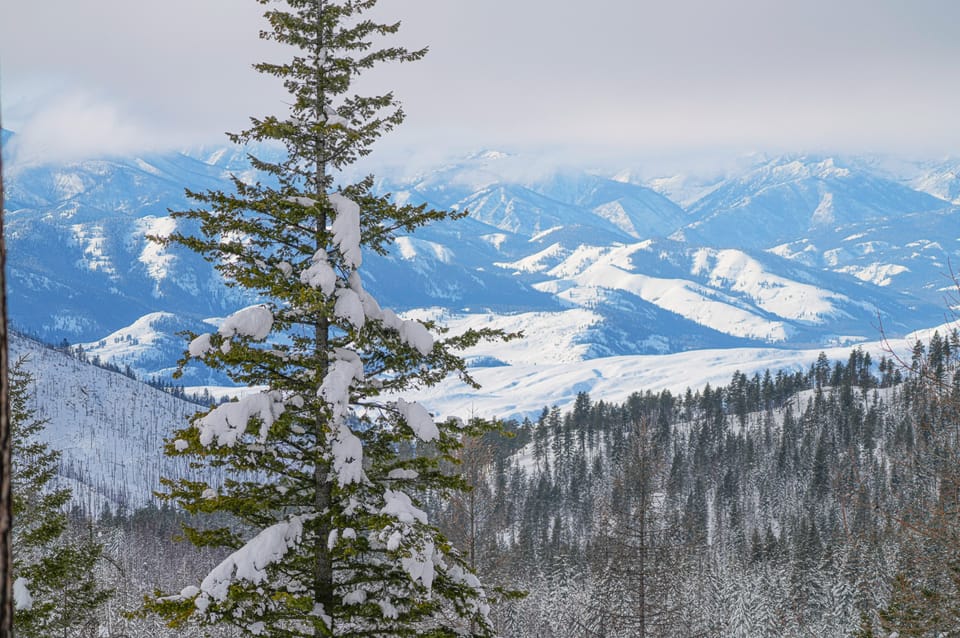 mountain forests